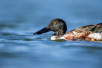 Northern Shoveler Duck Swimming in Blue Water