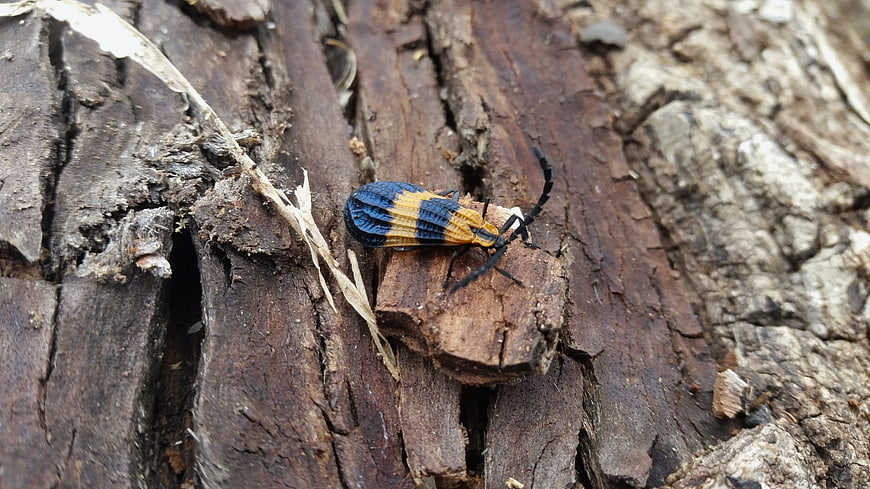 Close-up of a blue and yellow beetle on rough tree bark