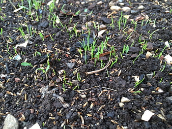 Close-up of green seedlings sprouting from dark soil