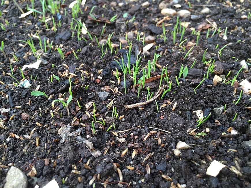 Close-up of green seedlings sprouting from dark soil