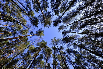 Low angle view of tall pine trees against blue sky