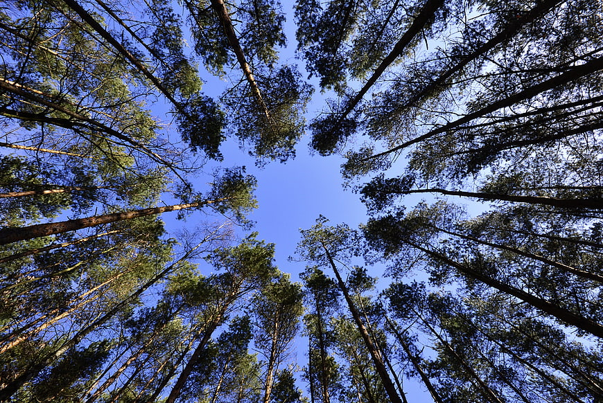 Low angle view of tall pine trees against blue sky