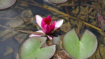 Pink water lily blooming in clear pond water