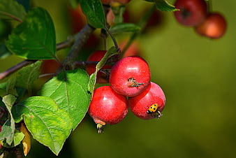 Red Crabapples With Ladybug On Green Branch