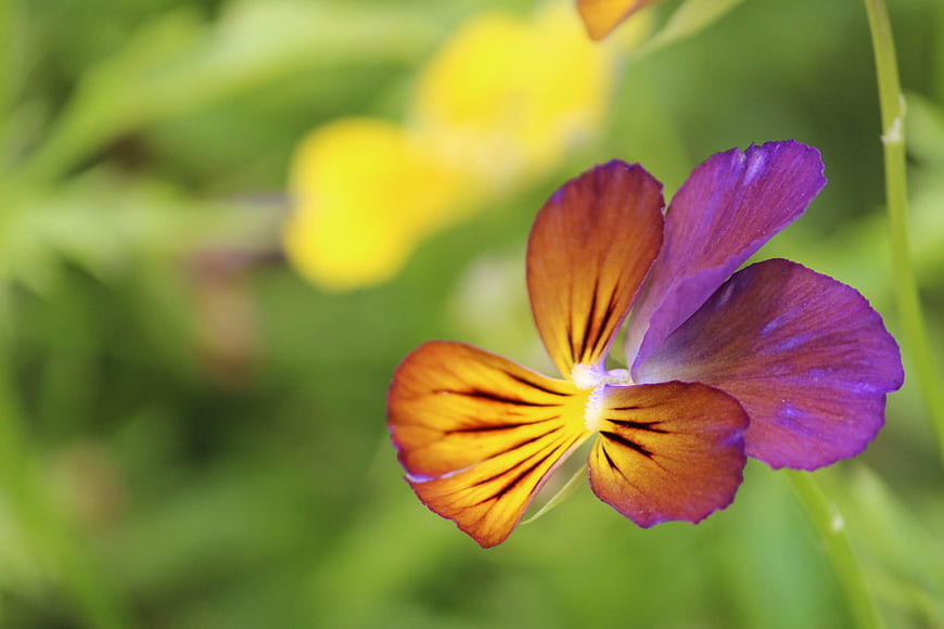 Close-up of a purple and yellow pansy flower in a garden