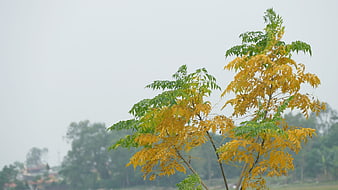 Yellow and green tree branches against a foggy sky