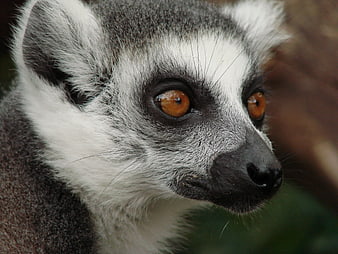 Close-up Portrait of a Ring-tailed Lemur Face