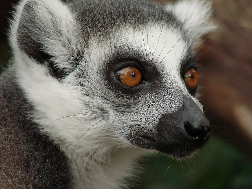 Close-up Portrait of a Ring-tailed Lemur Face