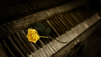 Yellow rose on vintage piano keys