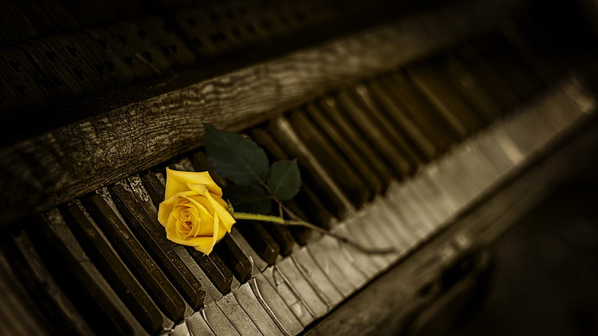 Yellow rose on vintage piano keys