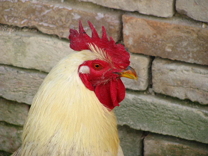 Close-up of a white rooster with red comb against stone wall