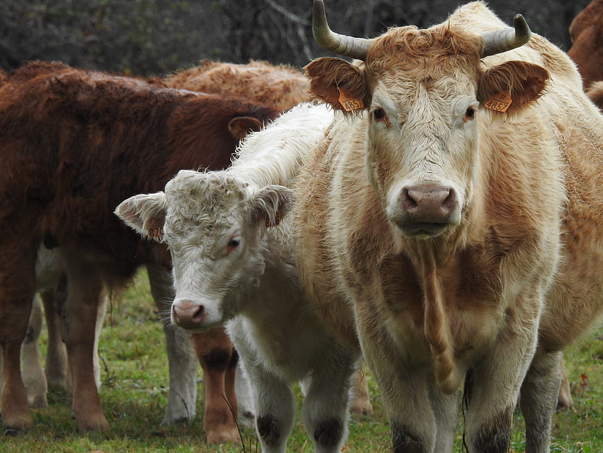 Curious Highland Cow and Calf in Green Pasture