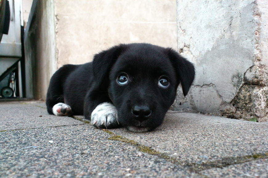 Cute Black Puppy Lying On Concrete Pavement