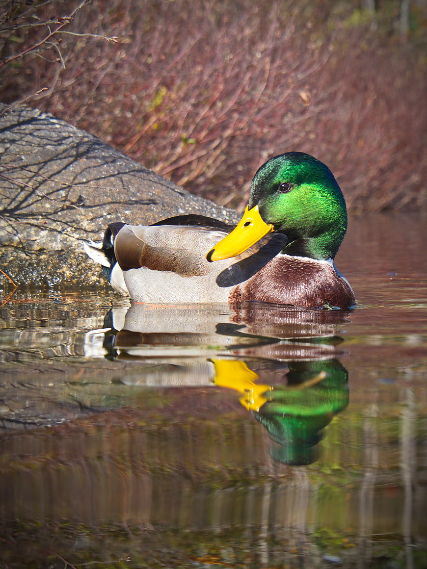 Male Mallard Duck Swimming in Pond with Reflection