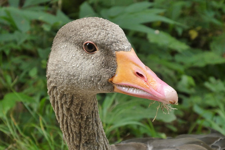 Close-up portrait of a gray goose head with orange beak