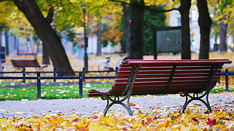 Empty Wooden Park Bench Surrounded by Autumn Leaves