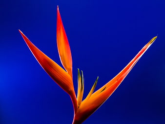 Vibrant Heliconia Flower Against Deep Blue Background