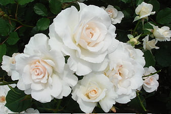 Close-up of white roses with dew drops on green leaves