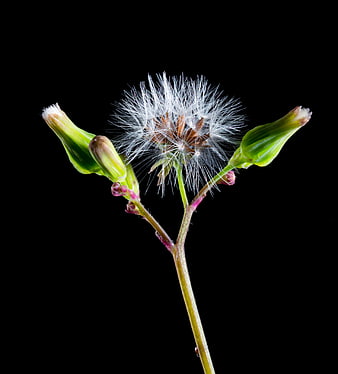 Close-up of a dandelion seed head with buds on black background
