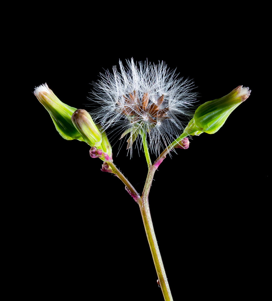 Close-up of a dandelion seed head with buds on black background