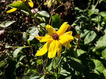 Close-up of Yellow Wildflower in Sunlight