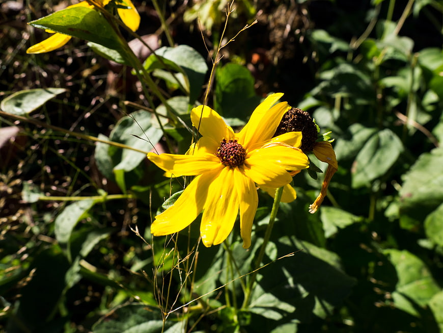 Close-up of Yellow Wildflower in Sunlight