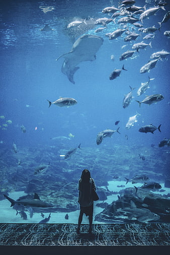 Woman Silhouette Standing Before Large Aquarium Tank With Fish