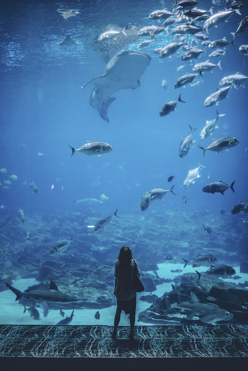 Woman Silhouette Standing Before Large Aquarium Tank With Fish