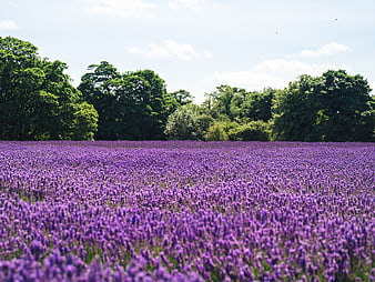 Vibrant Lavender Field with Green Trees and Blue Sky