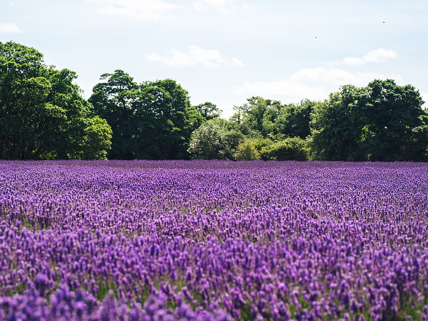 Vibrant Lavender Field with Green Trees and Blue Sky