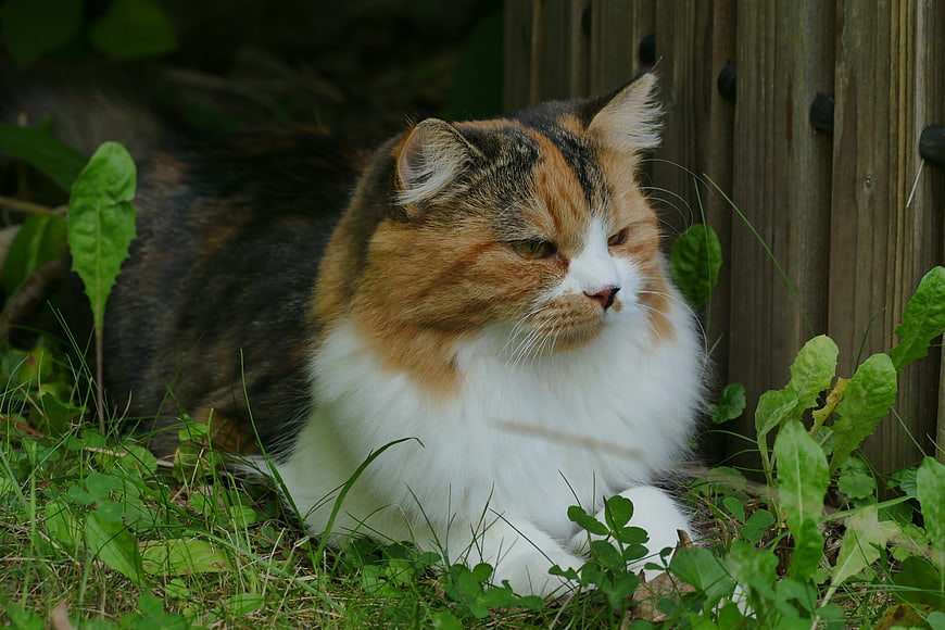 Fluffy calico cat resting in green grass near wooden fence