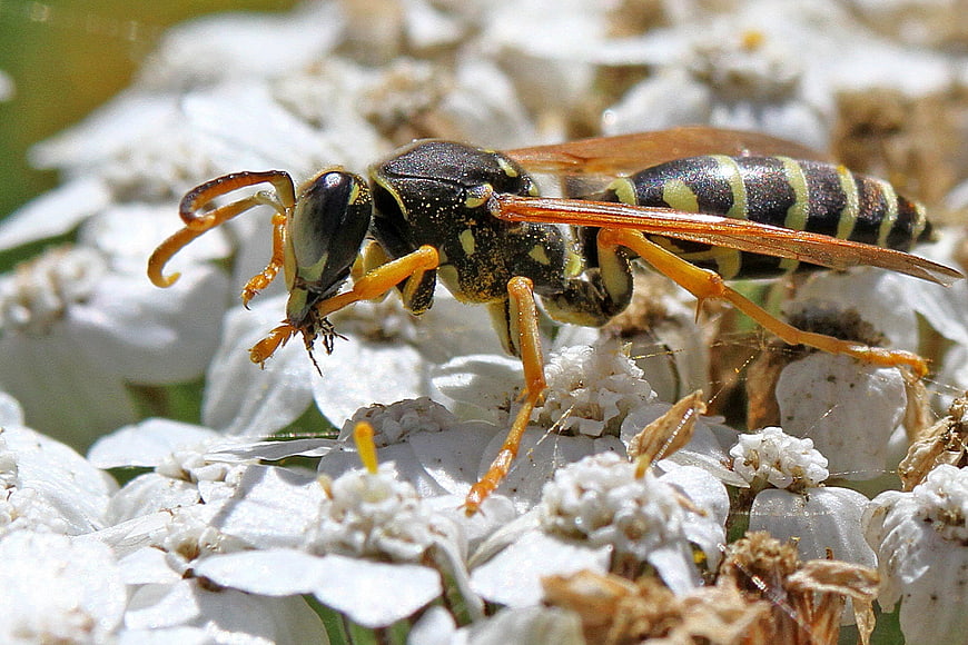 Macro Close-Up of a Wasp on White Yarrow Flowers