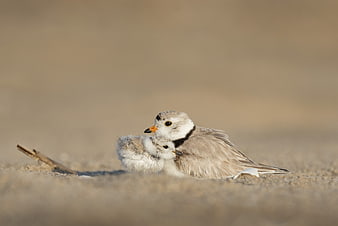 Piping Plover Parent and Chick on Sandy Beach