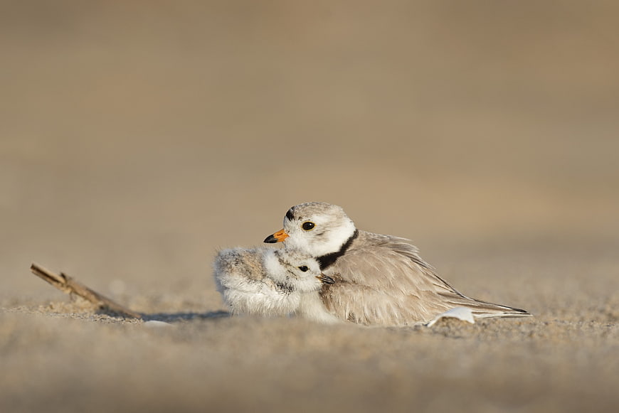 Piping Plover Parent and Chick on Sandy Beach