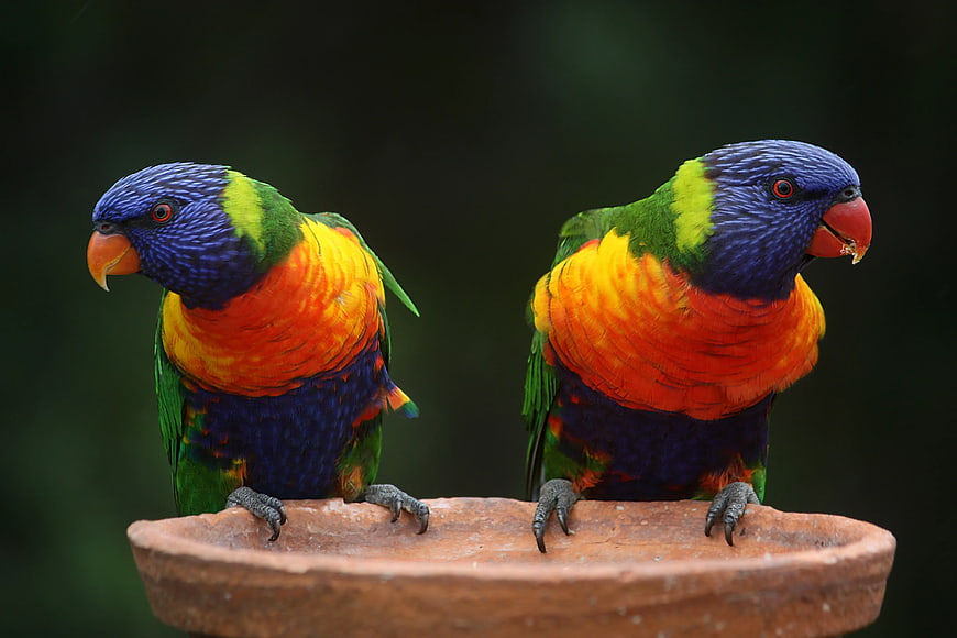 Two Rainbow Lorikeets Perched on a Clay Dish