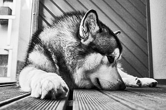 Sad husky dog resting head on wooden deck floor