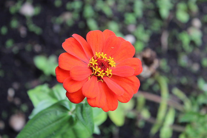 Vibrant Red Zinnia Flower Close-Up in Garden
