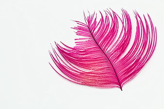 Vibrant Pink Ostrich Feather on White Background