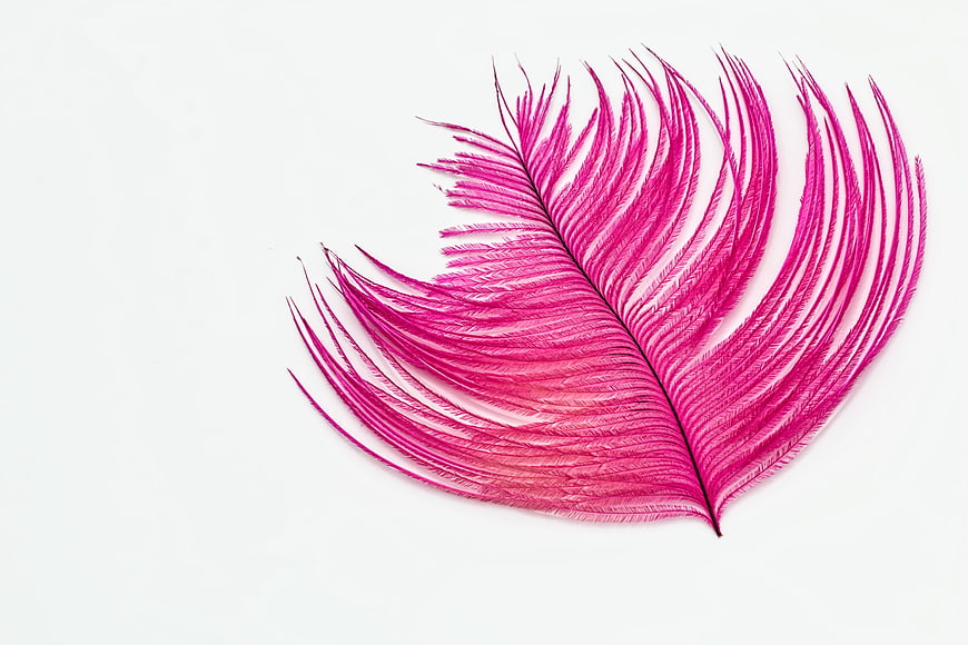 Vibrant Pink Ostrich Feather on White Background