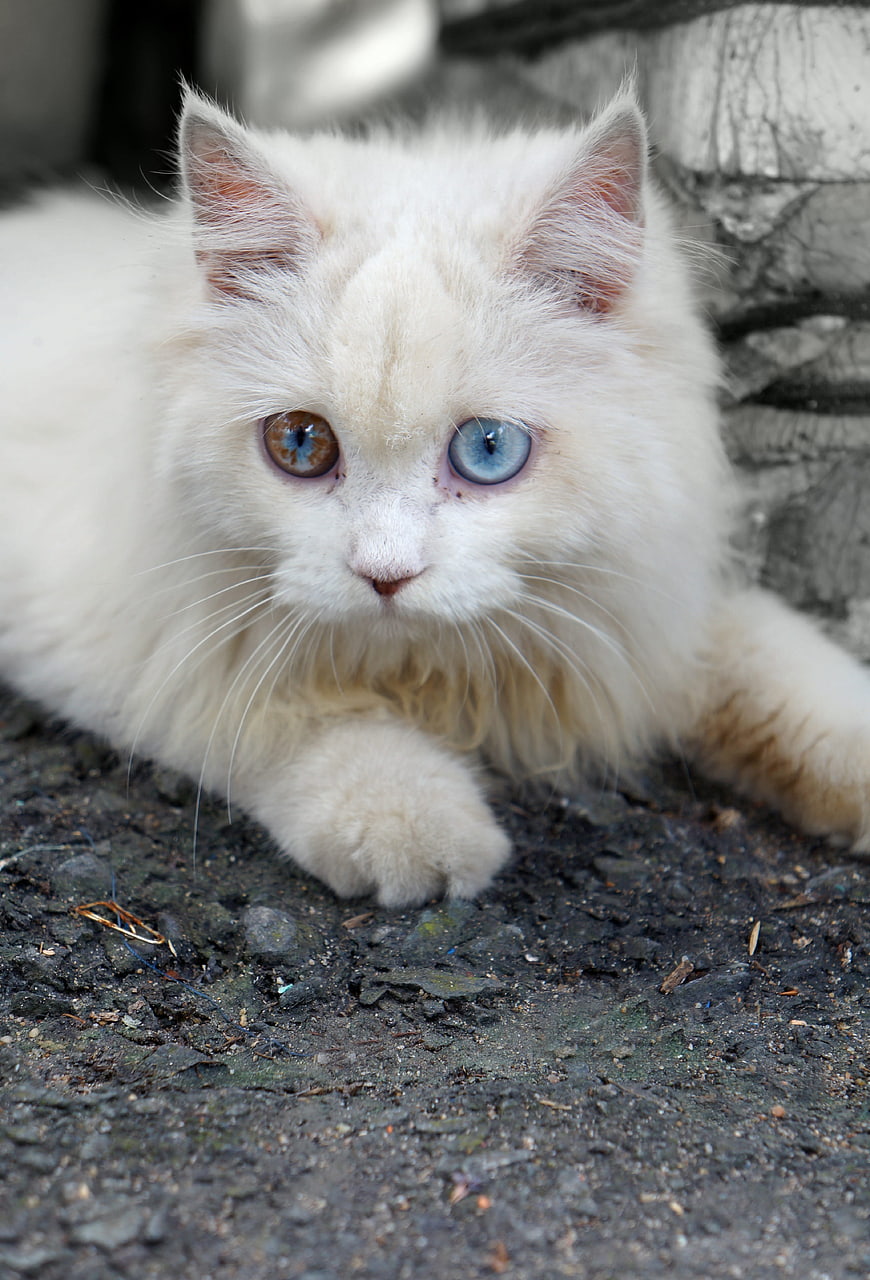White Kitten With Heterochromia Iridis Lying On Ground