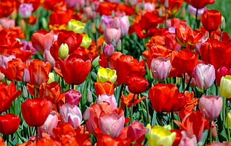 Vibrant Red and Pink Tulip Field in Spring