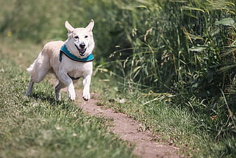 Happy White Dog Running on Grassy Trail