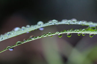 Macro shot of water droplets on a green leaf