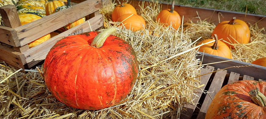 Fresh Orange Pumpkins on Hay Bales in Wooden Crates