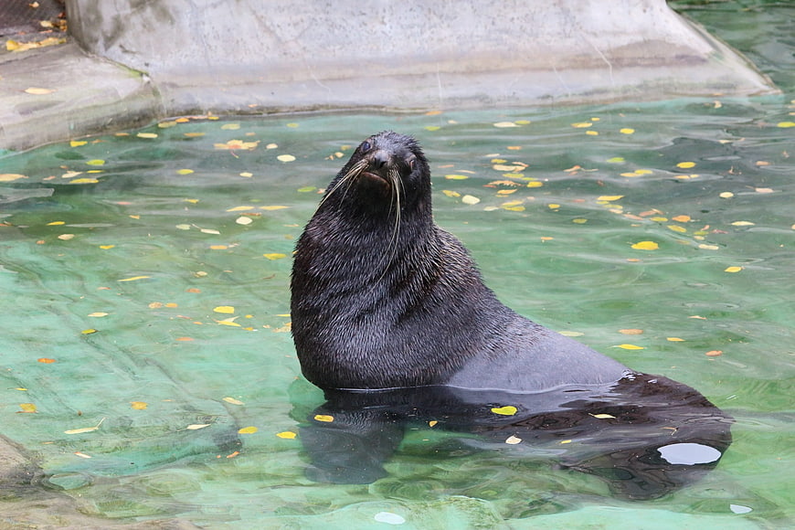 Sea Lion Resting in Green Zoo Pool with Floating Leaves