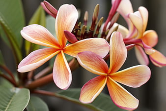 Close-up of vibrant pink and yellow plumeria flowers