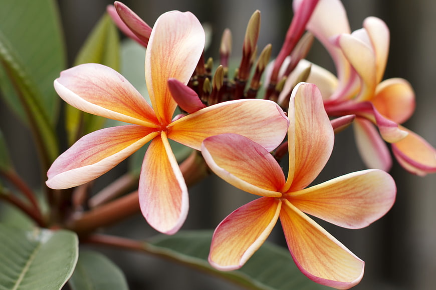 Close-up of vibrant pink and yellow plumeria flowers