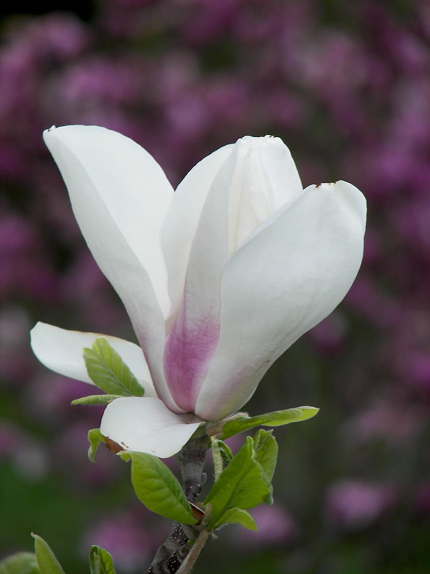 White Magnolia Flower with Purple Tint and Green Leaves