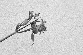 Withered Alstroemeria Flower on Textured White Wall