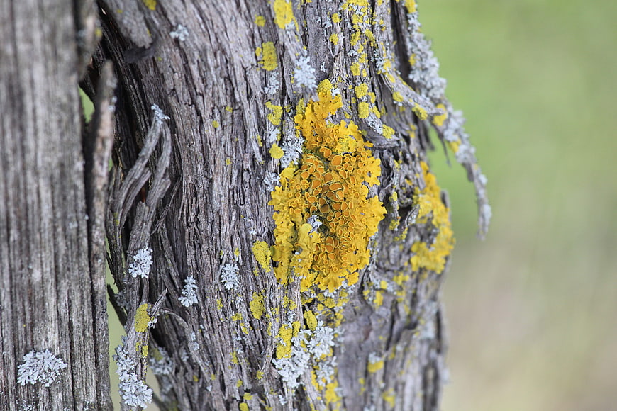 Close-up of yellow lichen on weathered tree bark